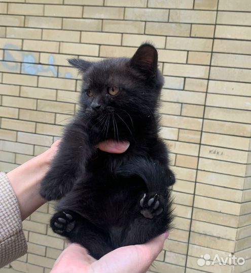 Котята ищут дом