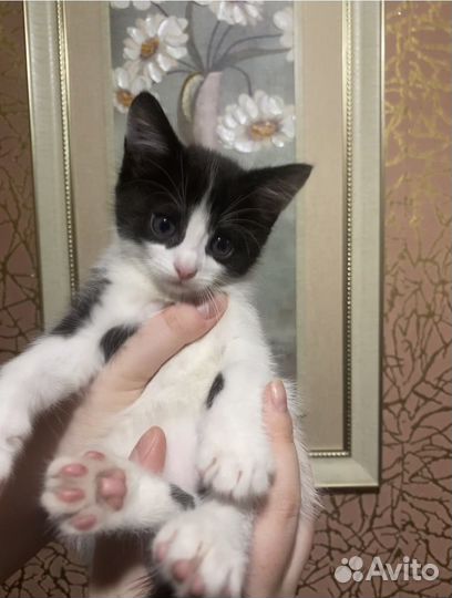 Котик 2 месяца