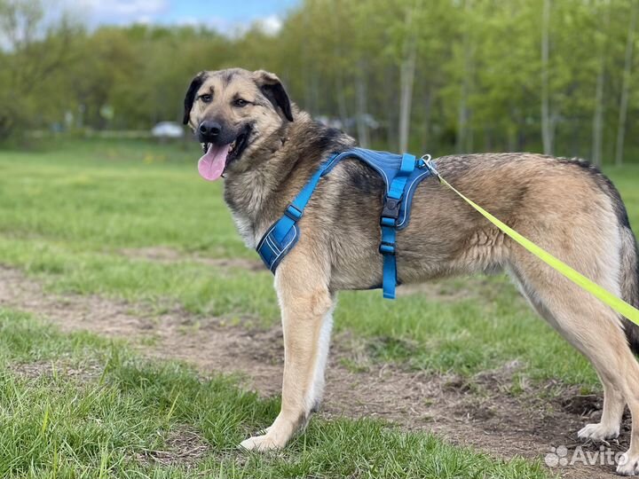 Жак. Нежный пёсик грустит в приюте