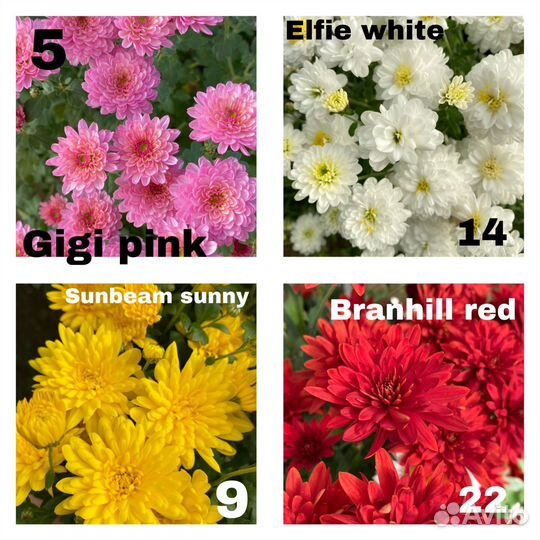 Хризантема мультифлора