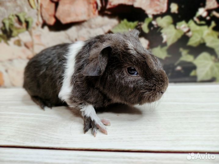 Морские свинки Американские Тедди(на бронирование)