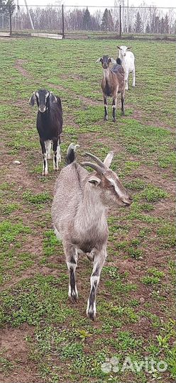 Коза дойная с козлятами