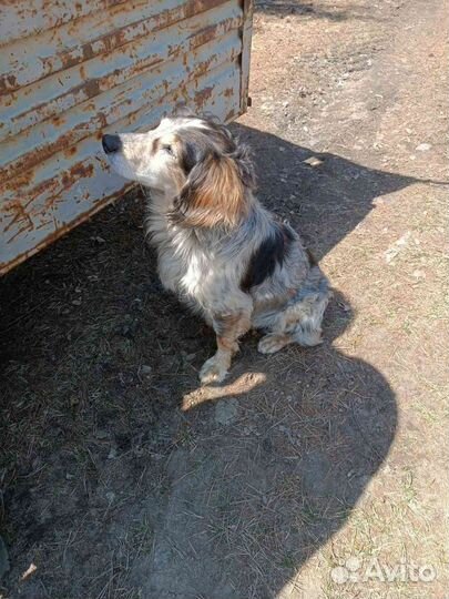 Найдена собака