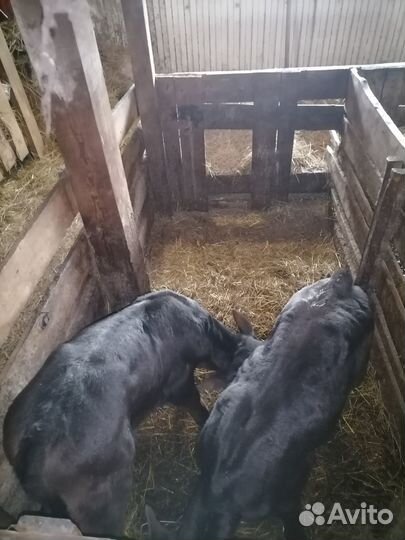 Продаются телята