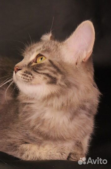 Триша: котенок в самые добрые руки