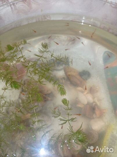 Аквариумные рыбки, молодые меченосцы и цихлиды