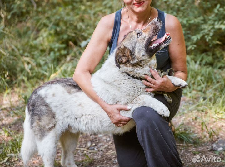 Отличный пес Тамерлан ищет дом