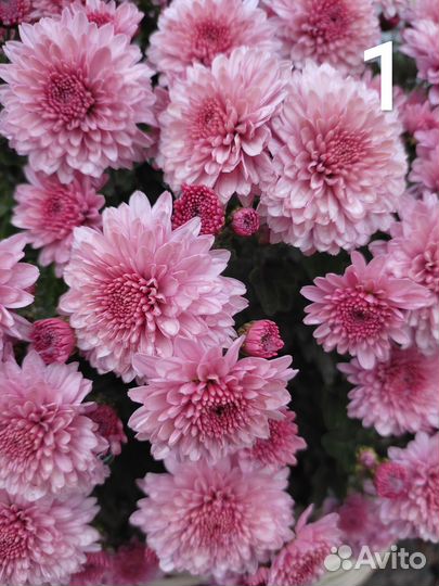 Хризантема Мультифлора