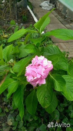 Гортензия крупнолистная