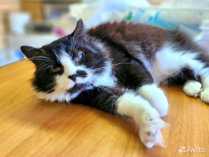 Коты в добрые руки