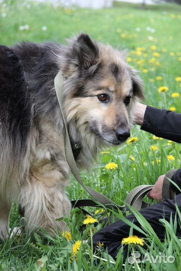Барон из приюта ищет дом, находится в приюте