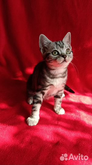 Американские короткошерстные котята