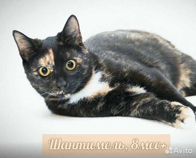 Шанти 2года в приюте. Кошка ласковая,стерилиз