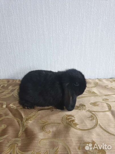 Декоративные карликовые кролики