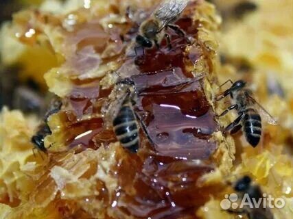 Мёд с Алтая