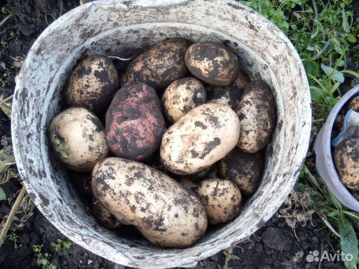 Продам картофель