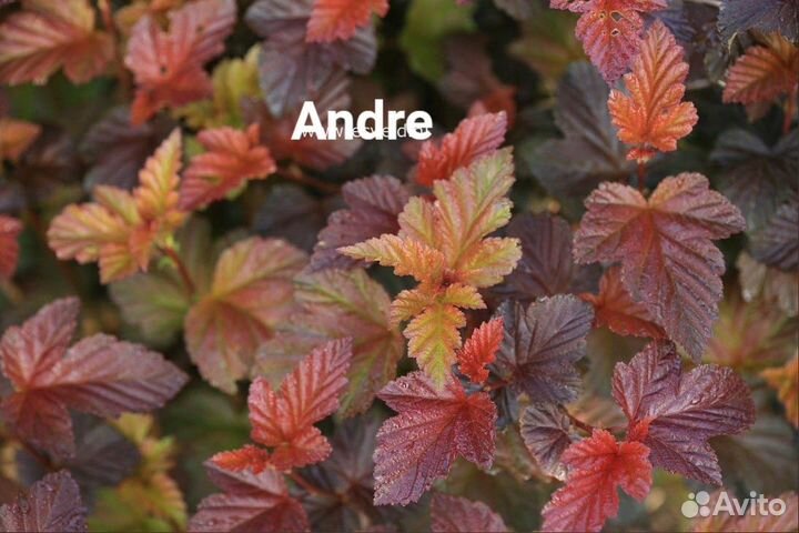 Пузыреплодник Амбер Джубиле, Рубелла и др