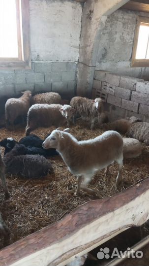 Продам овец