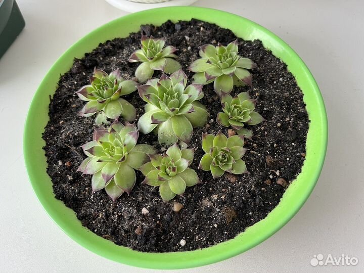 Каменоломка