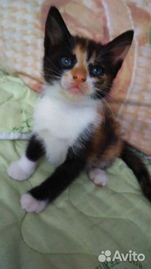 Кошки в добрые руки бесплатно