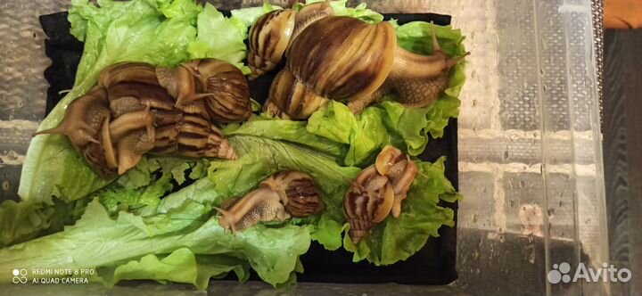 Улитки архахатины