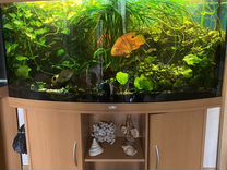 Панорамный аквариум с тумбой juwel 260 литров