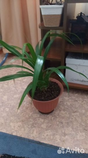 Монстера и пальма