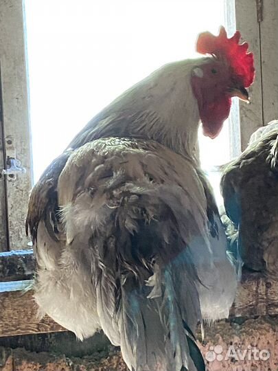 Молодые петухи