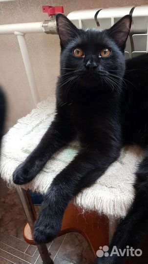 Британский котенок черный самец Симоня 7мес привит