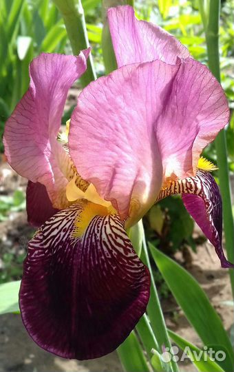 Ирисы сортовые