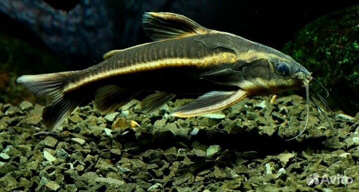 Сом поющий Полосатый платидорас
