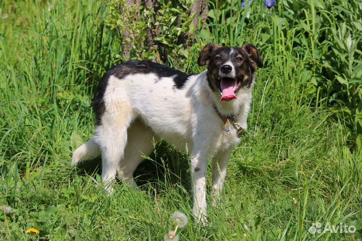 Щенок от небольшой собачки