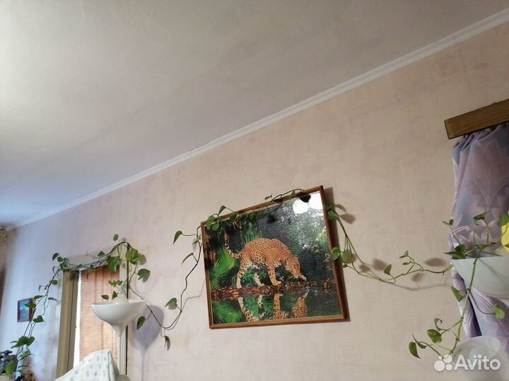 Лиана комнатная