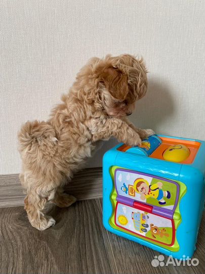 Мальтипу f1 micro mini N1 Russia готова к продаже