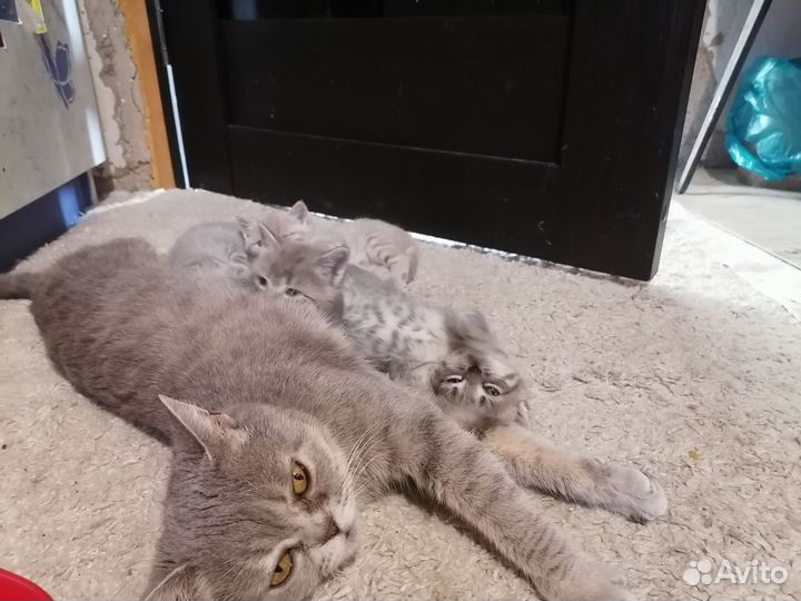 Котята в дар бесплатно