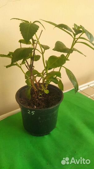 Ампельная гортензия