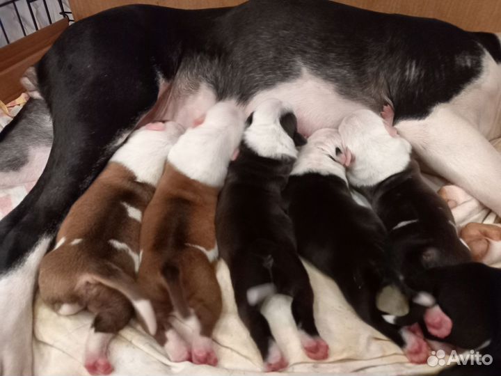 Щенок американского стаффордширского терьера