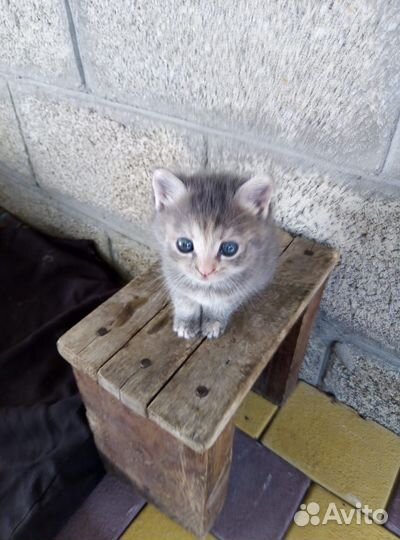 Мальчик и девочка в добрые руки