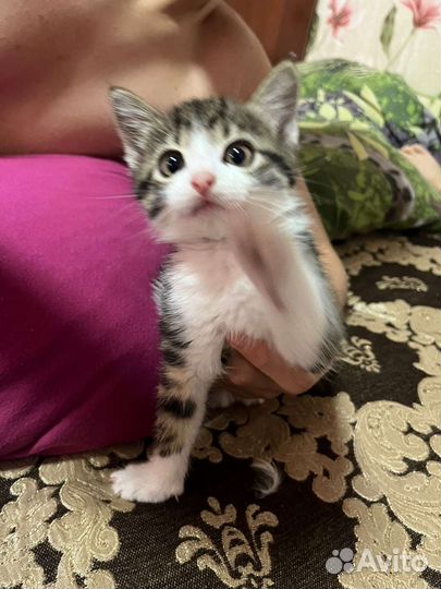 Отдам в добрые руки