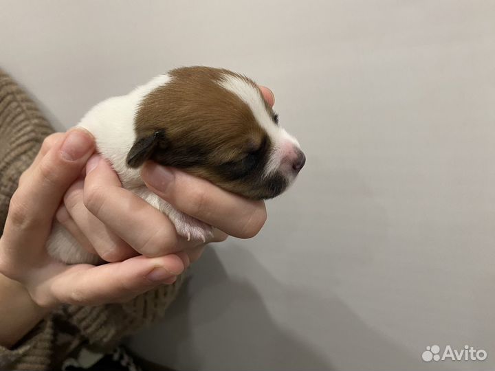 Щенки Джек рассел терьер