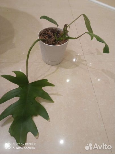 Филодендрон гитаровидный