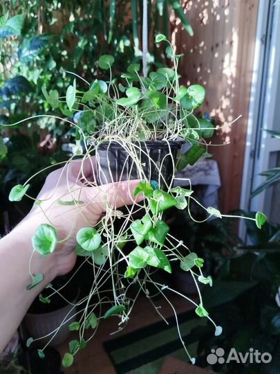 Рассада дихондры