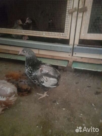 Перепелки несушки, бройлеры