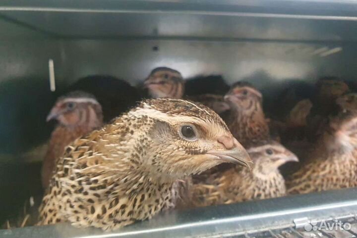 Инкубационное перепелиное яйцо