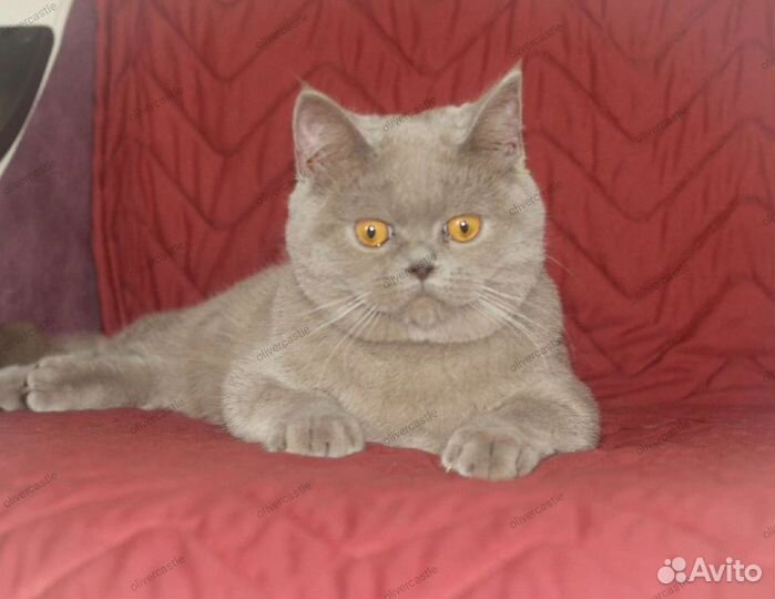 Временно открыт для вязки