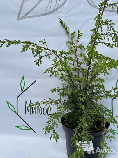 Можжевельник Суецика