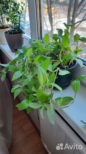 Традесканция