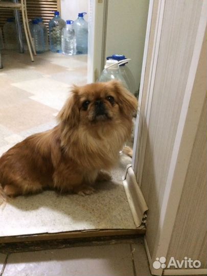 Щенки пекинеса