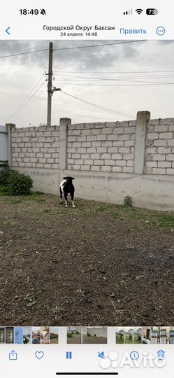 Овцы бараны