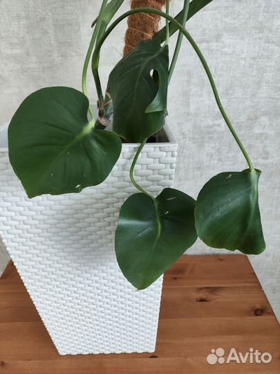 Монстера с горшком